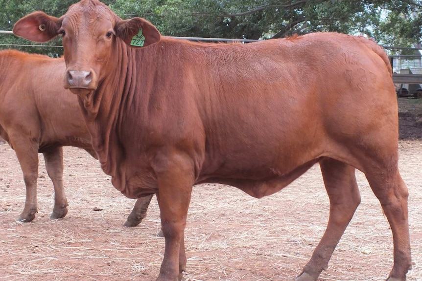 A red droughtmaster cow looking at the camera with another cow and fencing behind.