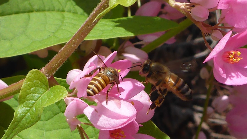 A native and european bee are flying toward the same flower
