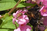 A native and european bee are flying toward the same flower