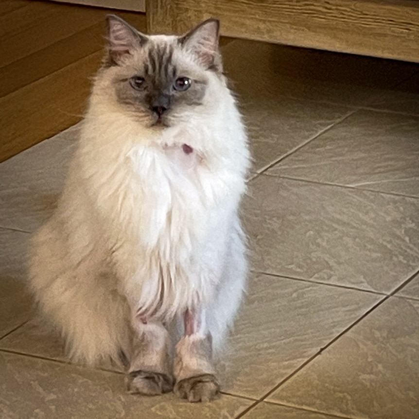 Fluffy white cat with shaved legs