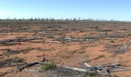 Qld green lights land clearing moratorium - ABC News