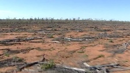 The Government is imposing a three-month temporary ban on the clearing of regrowth vegetation.