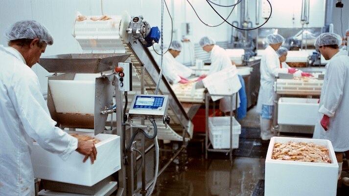 Prawn processing