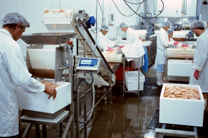 People in coats and hair nets pack prawns in boxes.