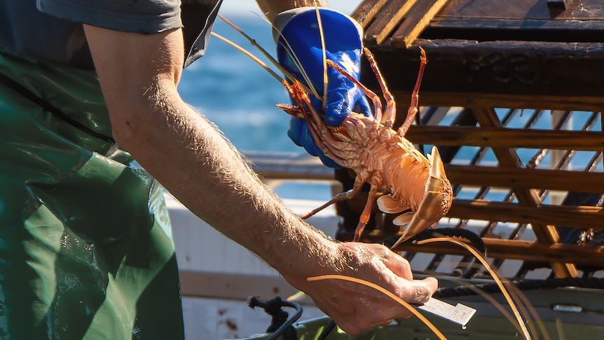 A deckhand holding a crayfish near a pot.