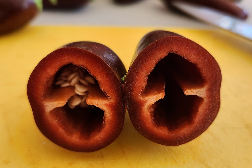 A chocolate coloured capsicum cut in half