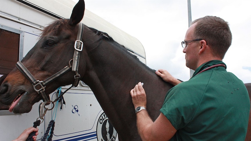 Wauchope vet Michael Ferguson administers vaccination to horse Jimmy.