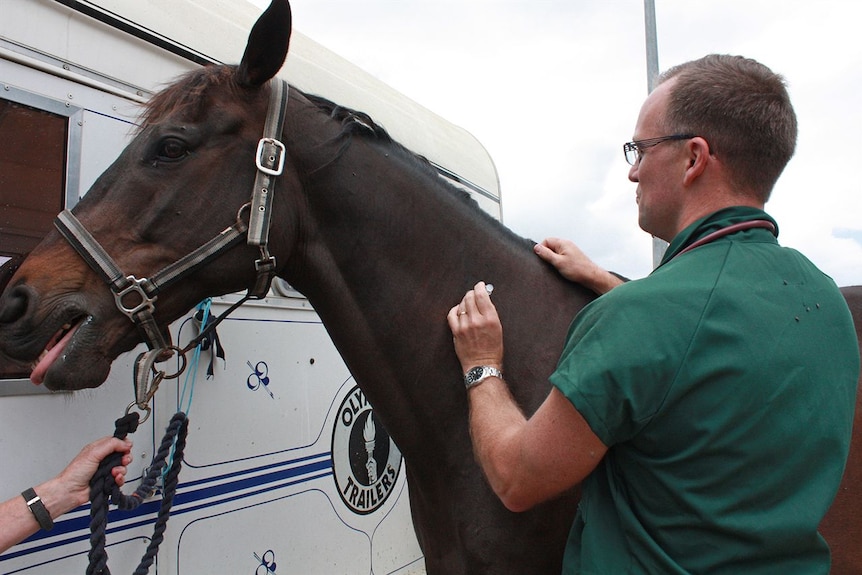 Wauchope vet Michael Ferguson administers vaccination to horse Jimmy.