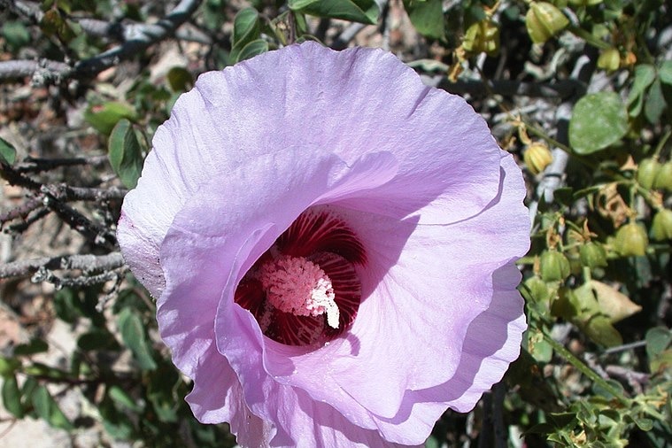 Delicate flower Sturt Desert Rose is native to Australia and the emblem of the Northern Territory