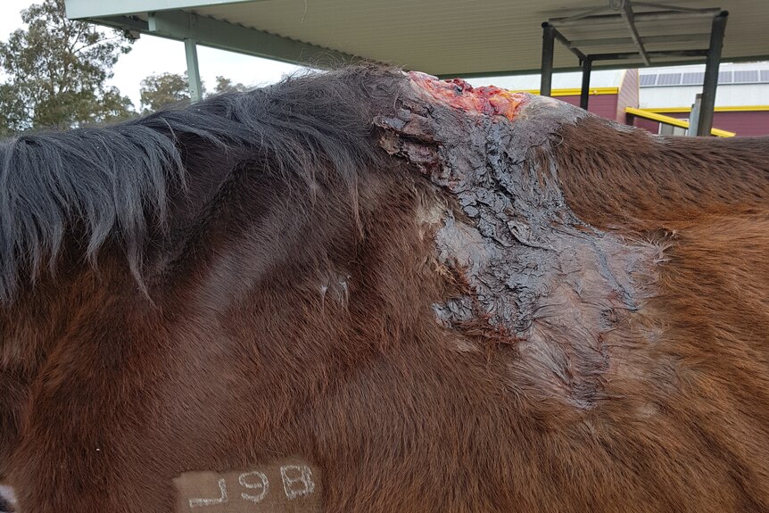 A close of up of a brown horse with a seeping wound.