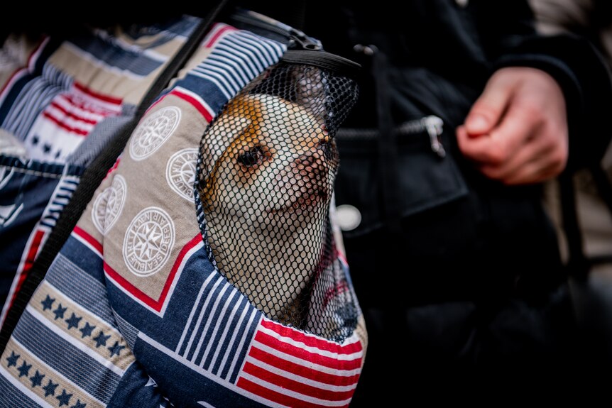 a orange and white dog peaks out from the mesh of a multicoloured carry bag held by a refugee