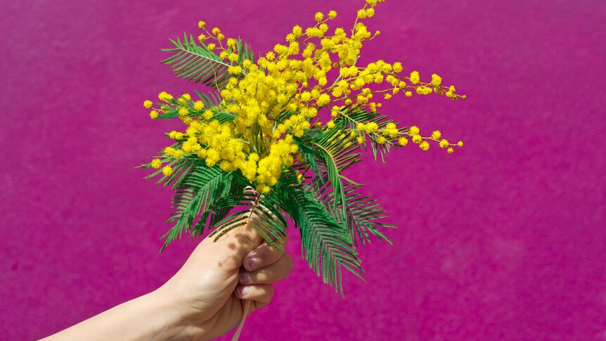 A hand holding a bunch of bright yellow fluffy flowers against a pink background