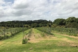 Alstonville Plateau irrigated avocados