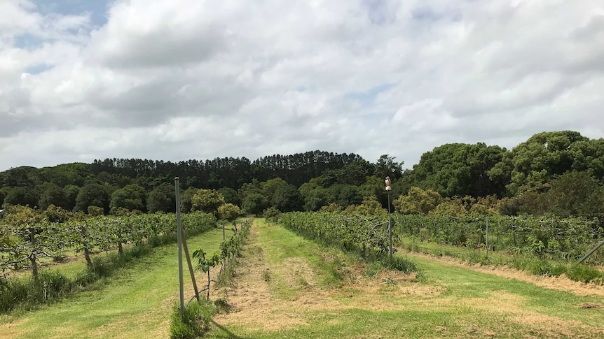 Alstonville Plateau irrigated avocados