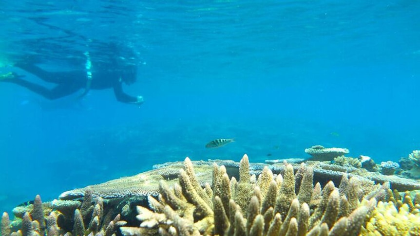 Person snorkelling over coral reef