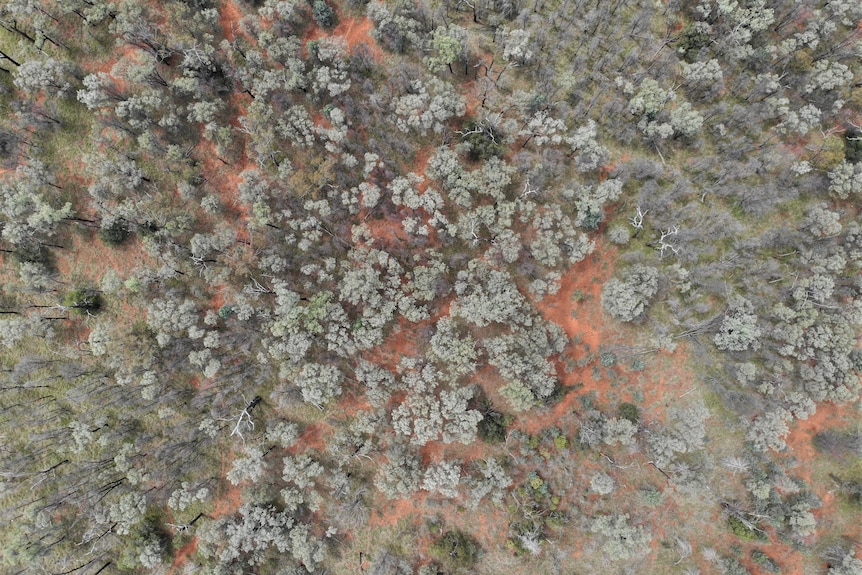 A photo from the air showing bush land on red dirt