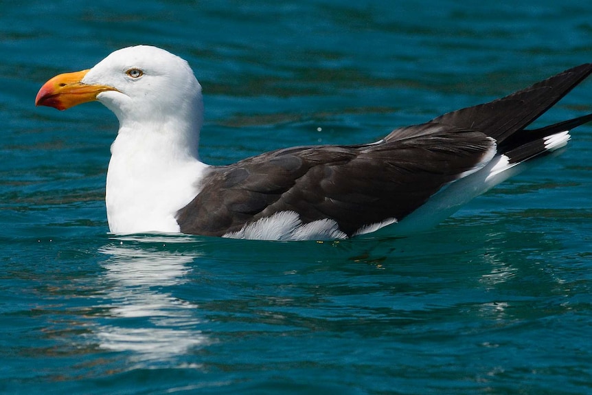 Pacific gull