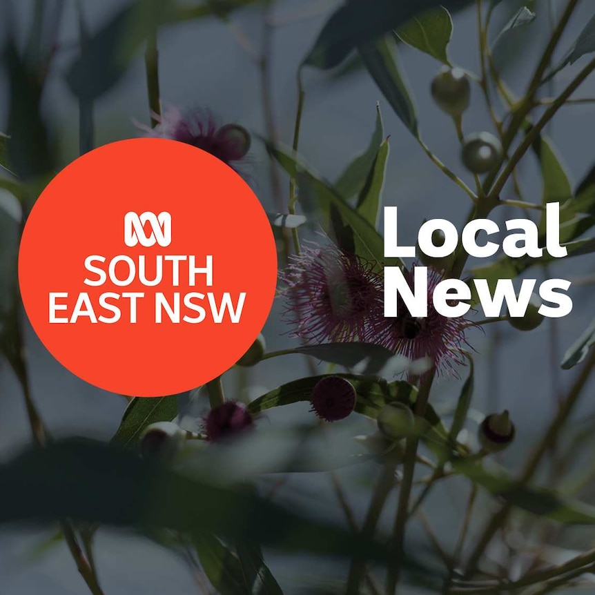 A flowering gum tree branch with the ABC South East NSW logo and Local News superimposed over the top.