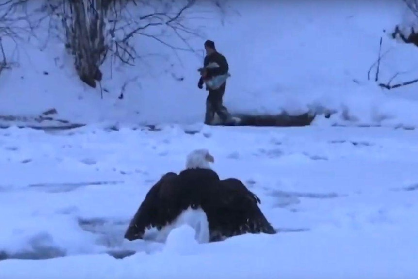 A bald eagle sits on a sheet of ice on a river while a man walks towards it.