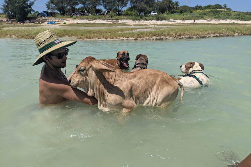 A bull calf swimming with a man and some dogs.