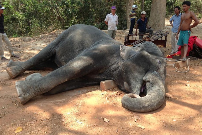 Elephant dies after high temperatures cause 'heart attack'