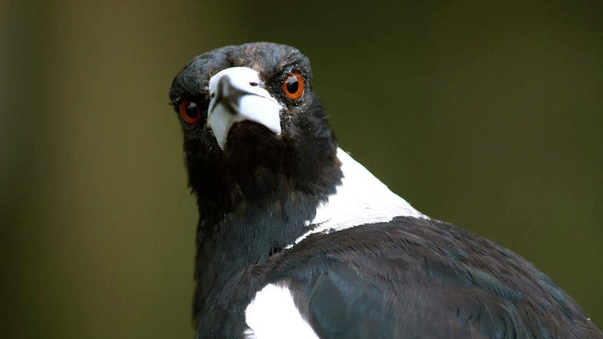 An extreme close up of a disgruntled black-and-white magpie