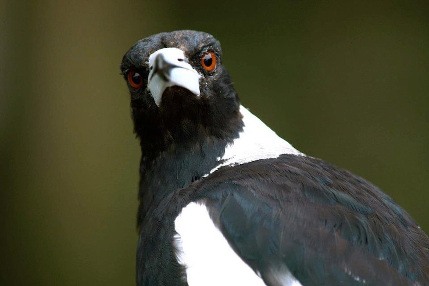 A black-and-white magpie with brown eyes looking at the camera