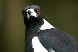 An extreme close up of a disgruntled black-and-white magpie