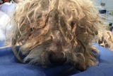 dog with matted hair
