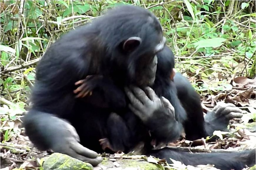 A chimpanzee mother holding her severely disabled infant