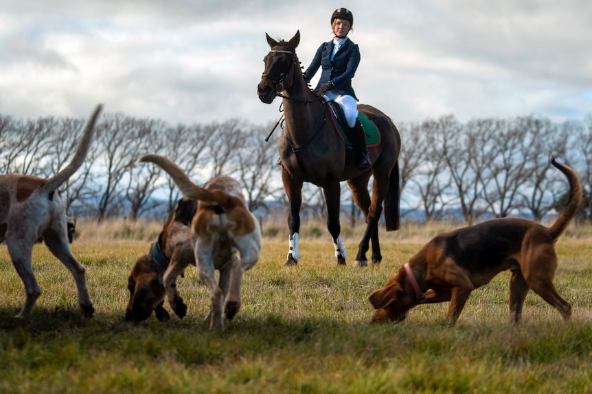Riding a shiny, chocolate-coloured, muscular horse, a woman in a navy blazer watches three hounds sniffing in an open field.
