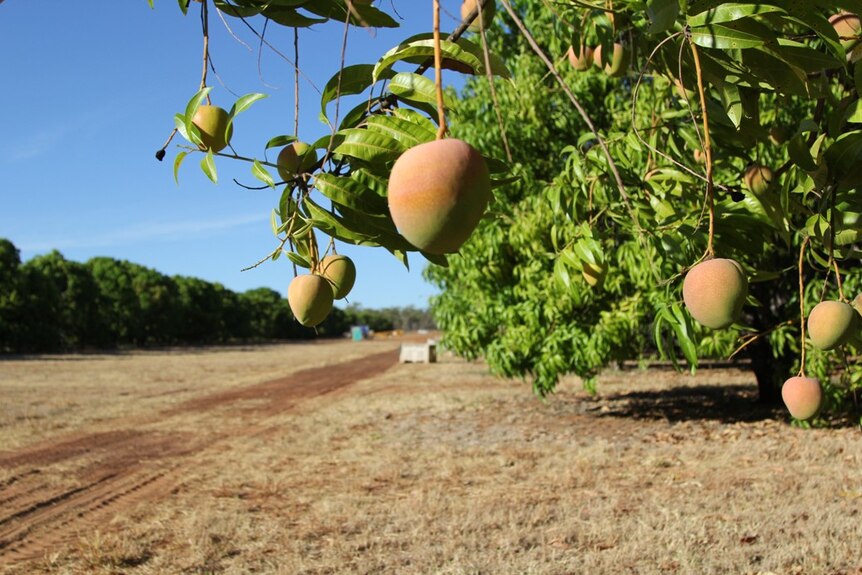 mangoes on a tree