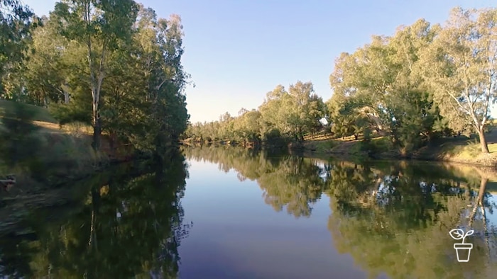 View from the middle of a still river with tall trees on either side of the embankments