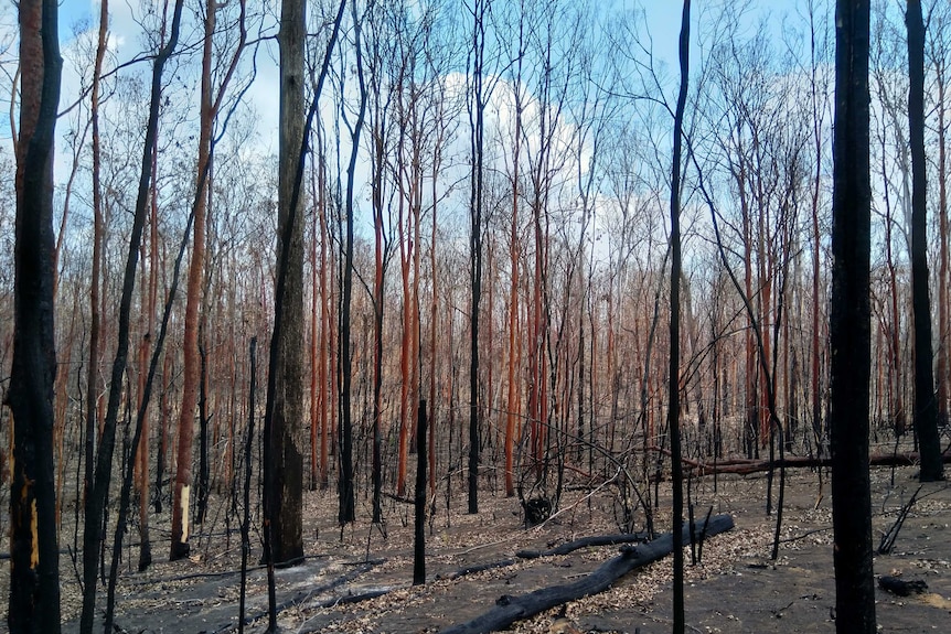 Burned trees with blackened trunks.