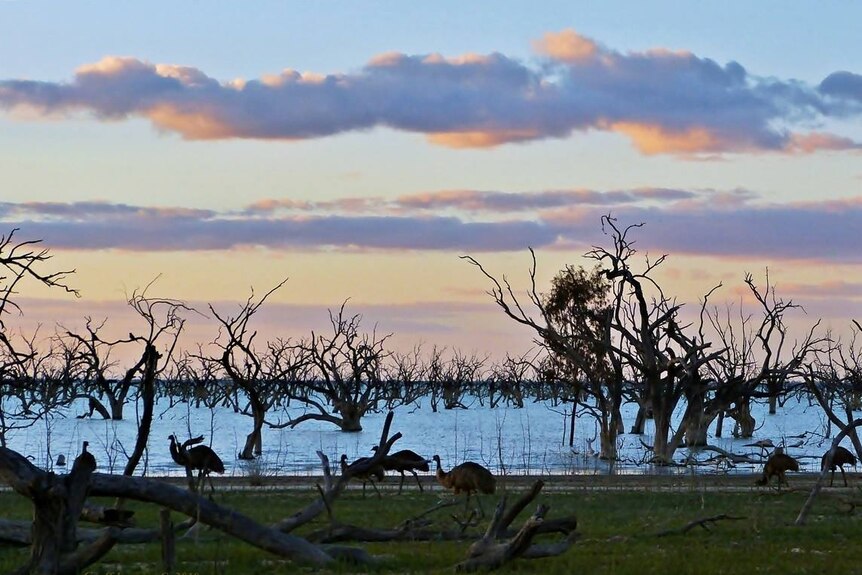 A silhouette of emus beside a lake.