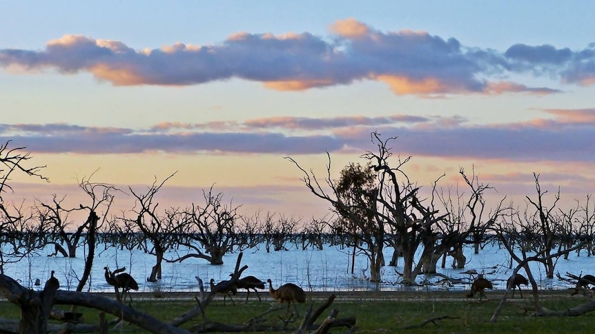 A silhouette of emus beside a lake.