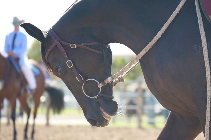 A brown stock horse bows its head as it works around a sand arena.