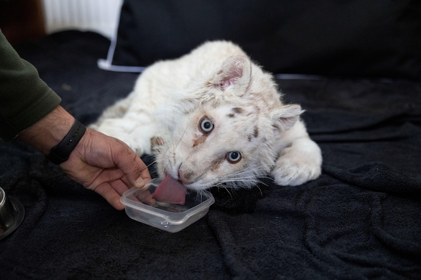 A white tiger cub licking a bowl of water