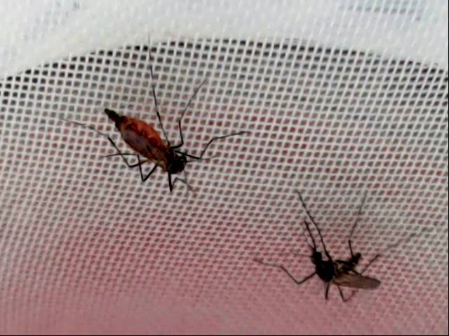 Two mosquitoes perched upside down on a reddish surface covered in white mesh.