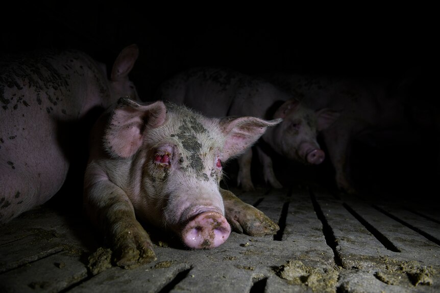 A pig suffering from a painful-looking eye infection lays miserably in a dark pen at a farm.