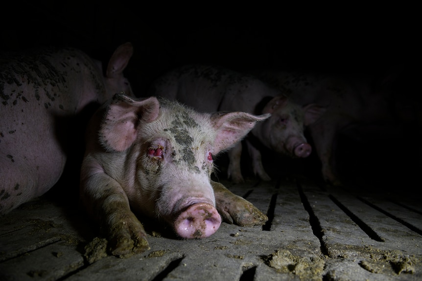A pig suffering from a painful-looking eye infection lays miserably in a dark pen at a farm.
