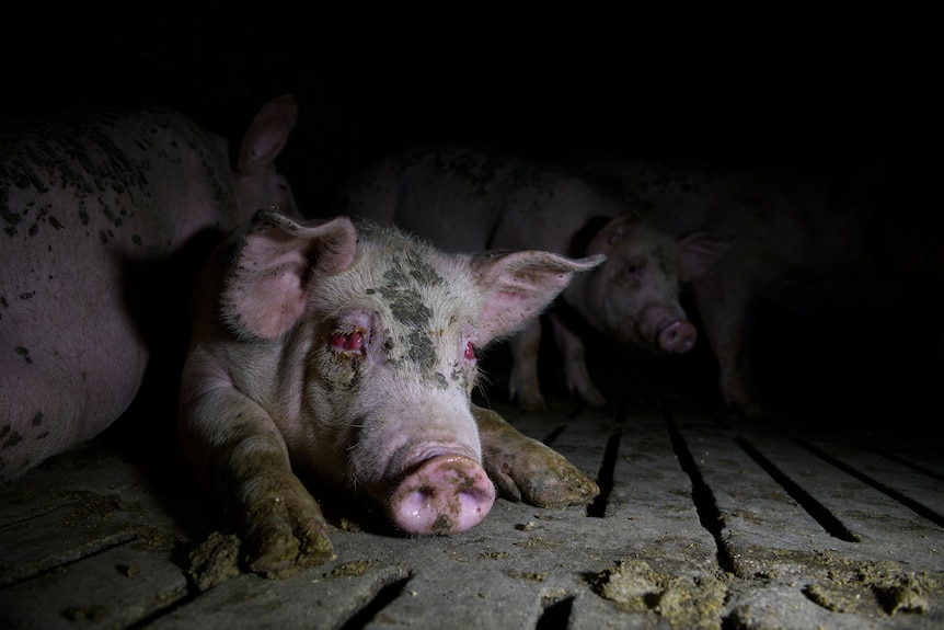 Un porc souffrant d'une infection oculaire douloureuse se trouve misérablement dans un enclos sombre dans une ferme.