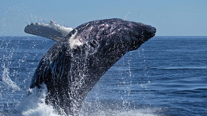 A humpback whale breaches in the open ocean
