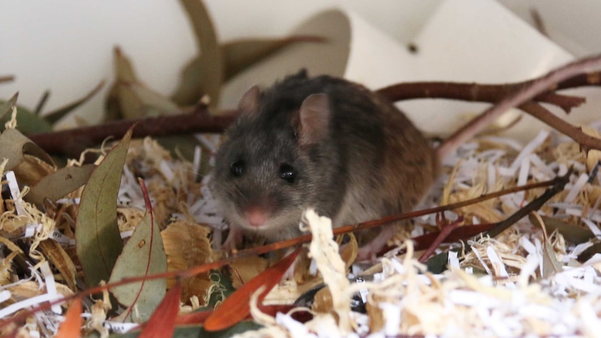 A mouse surrounded by plant matter.