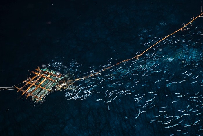 A raft made of logs and tethered to a concrete block on the sea shore is surrounded by fish.