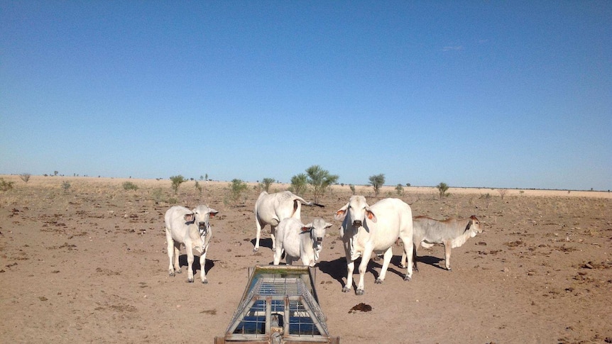 Stock at a water trough near Cloncurry