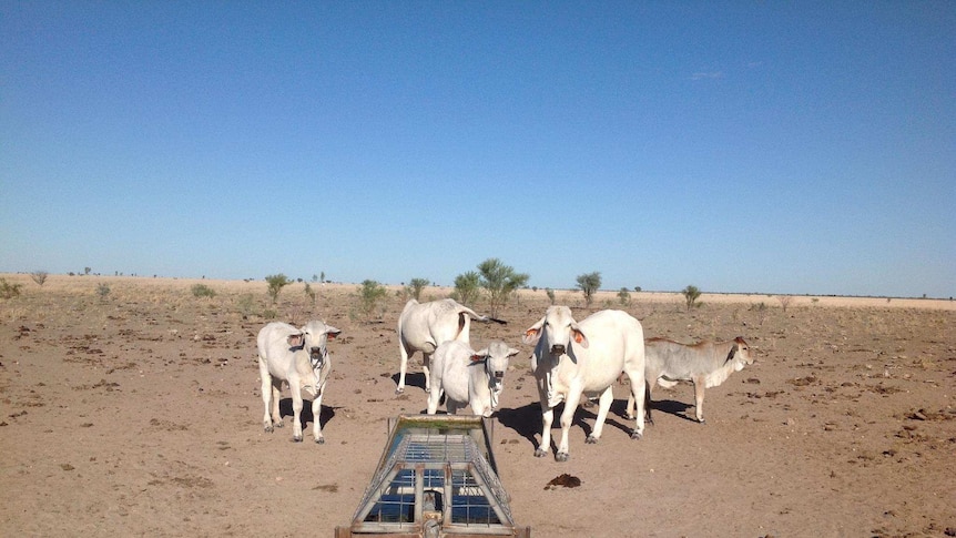 Stock at a water trough on Gipsy Plains