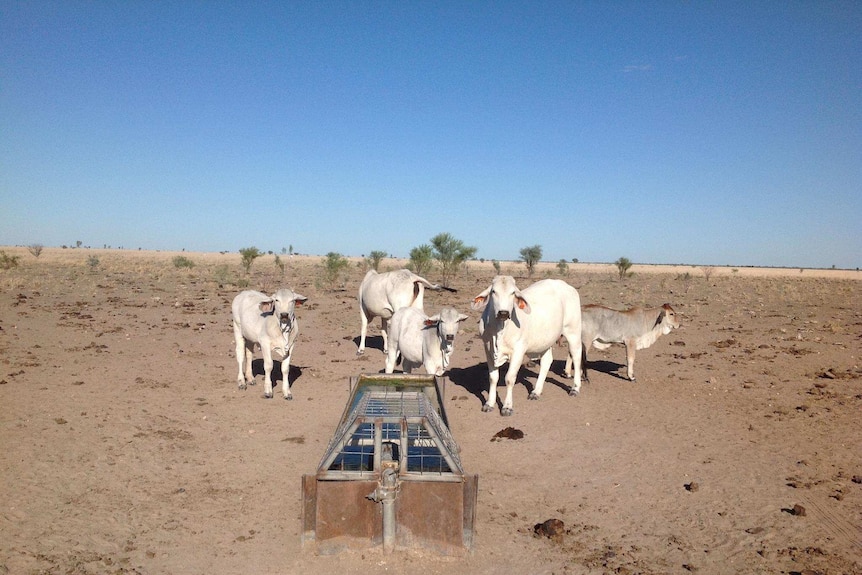 Cattle gather around a drinking trough on a farm