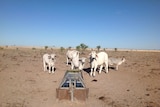 Stock at a water trough on Gipsy Plains