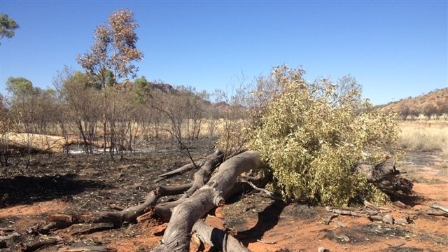 Arson suspected in destruction of iconic trees
